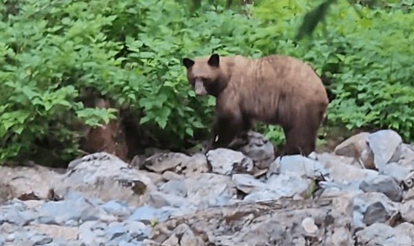 Rare grizzly bear sighting in Lions Bay prompts warning from search and rescue