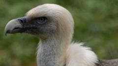 Vultures are disappearing in Nigeria - but the 'Vulture King' is fighting to reverse the trend