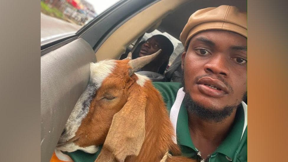 How a goat given as a graduation gift went viral