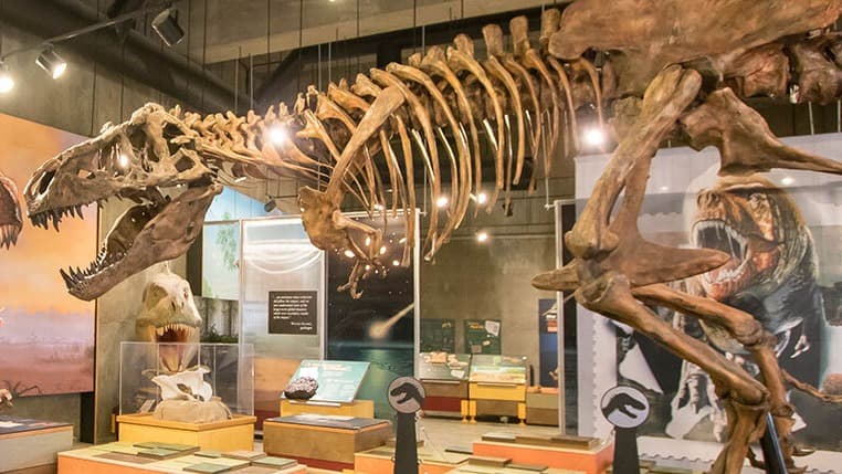 T. rex Discovery Centre in Eastend celebrates 35 years since Scotty’s discovery