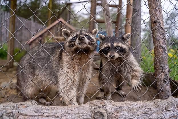 Quebec covers up to 100% of livestock rabies vaccination costs in Eastern Townships
